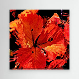 Autumn's Embrace - A close-up of a vibrant red leaf with intricate vein details, set against a dark background, showcasing autumn colors.
Art Print from Nordic Art Pulse
