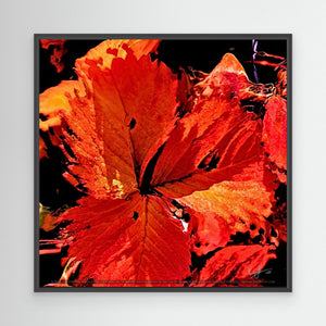 Autumn's Embrace - A close-up of a vibrant red leaf with intricate vein details, set against a dark background, showcasing autumn colors.
Black frame
Art Print from Nordic Art Pulse